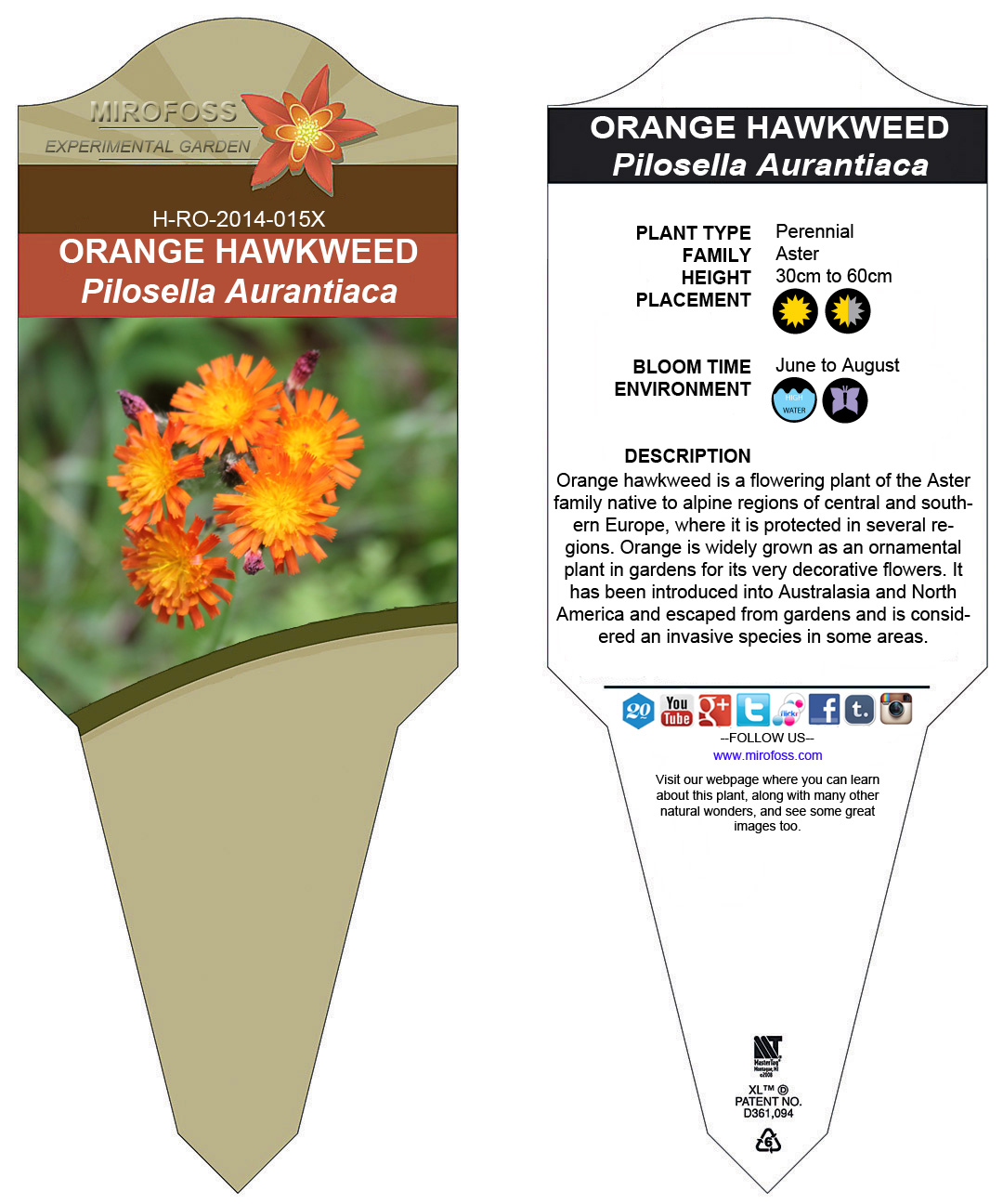 orange-hawkweed-mirofoss